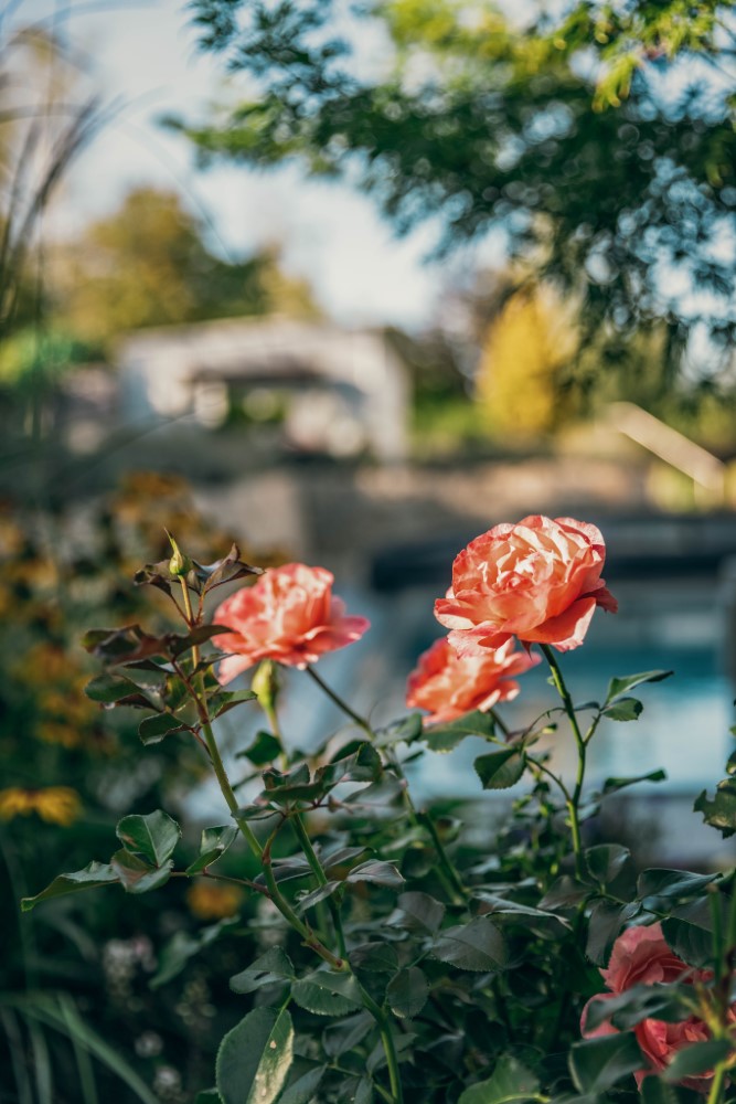 Service Hecken und Sträucher - Garten- und Landschaftsbau Gschwend