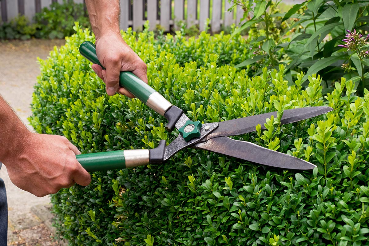 Service Heckenschnitt - Garten- und Landschaftsbau Gschwend