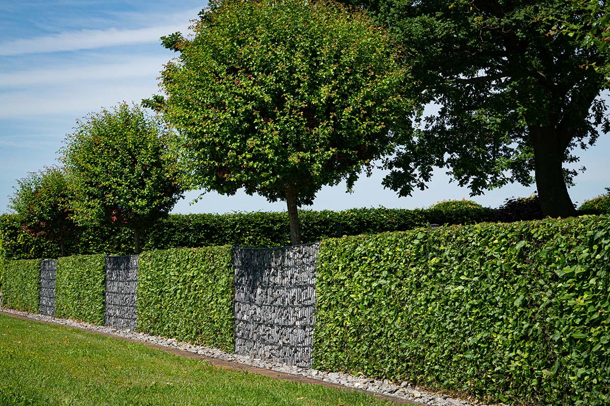 Service Heckenschnitt - Garten- und Landschaftsbau Gschwend